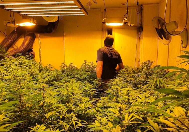 Las plantaciones encontradas en las viviendas.
