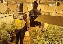La plantación de marihuana en Cartagena.