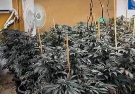 El cultivo de marihuana incautado en Abarán.