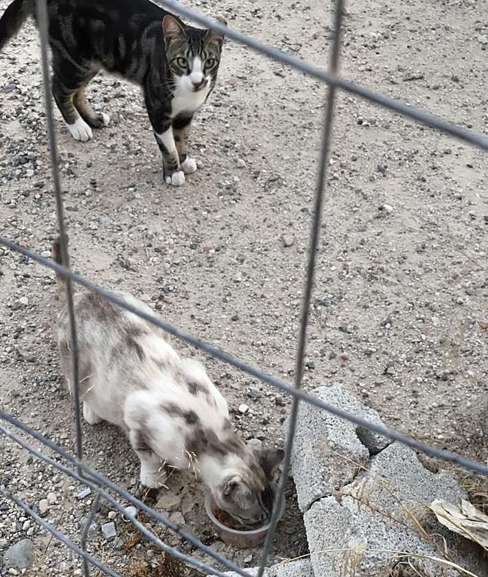 Imagen secundaria 2 - Imágenes de la colonia felina en Santiago y Zaraiche.