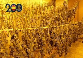 La plantación de marihuana en el interior de la vivienda.