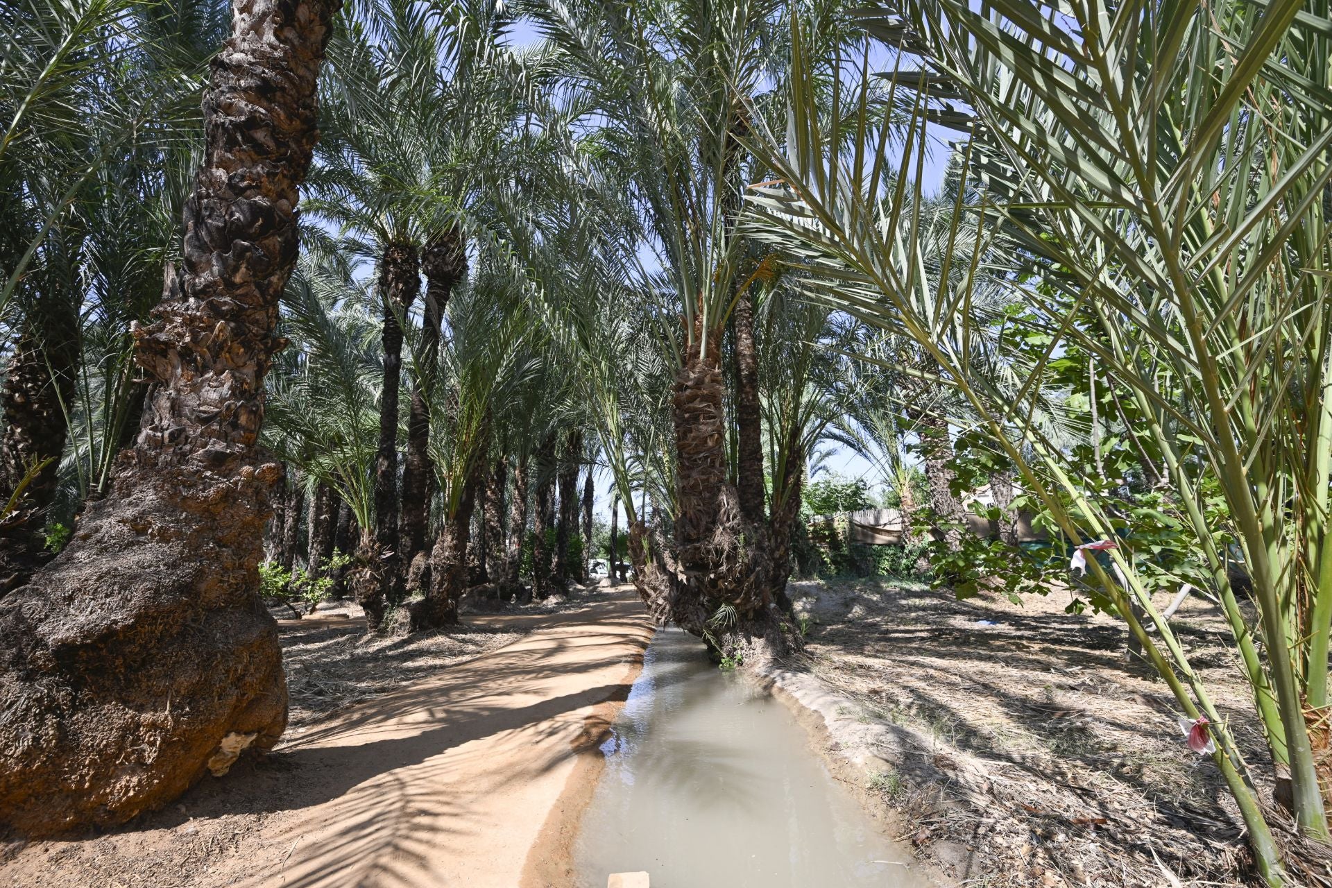 Riego tradicional en el palmeral de Zaraíche, en imágenes