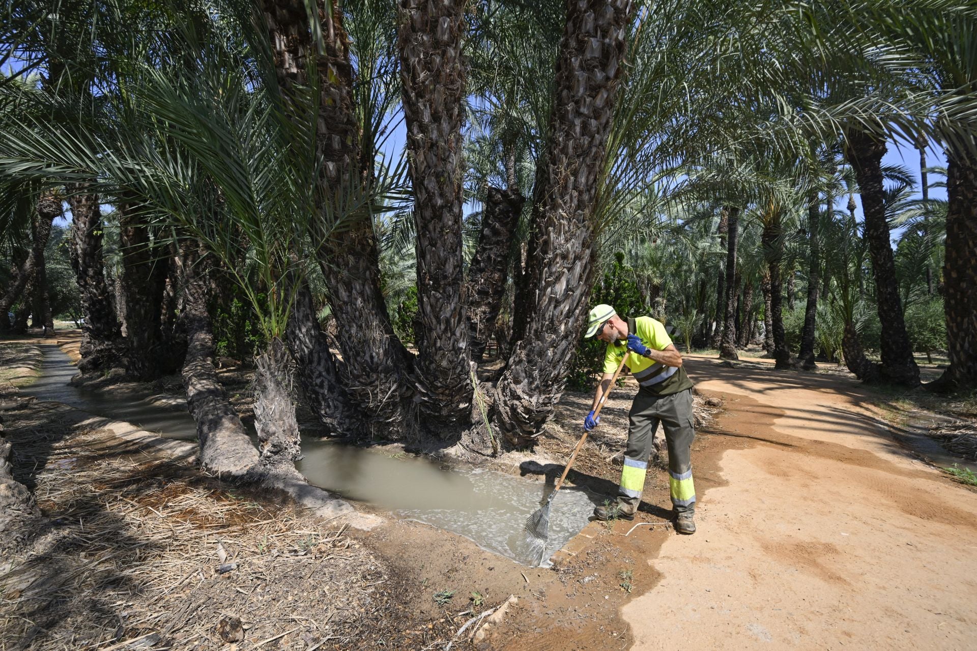 Riego tradicional en el palmeral de Zaraíche, en imágenes