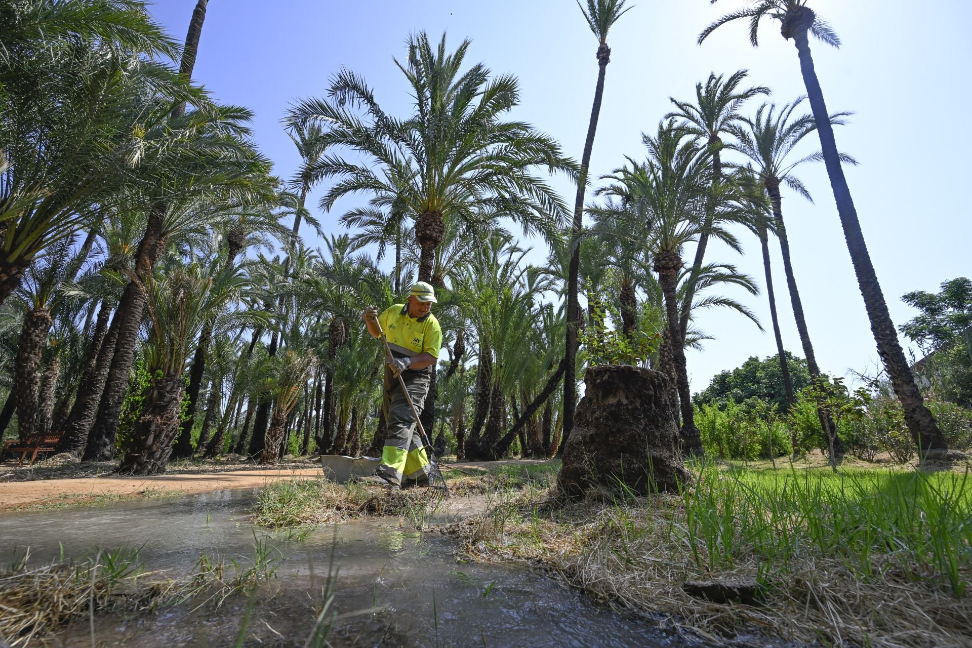 Riego tradicional en el palmeral de Zaraíche, en imágenes