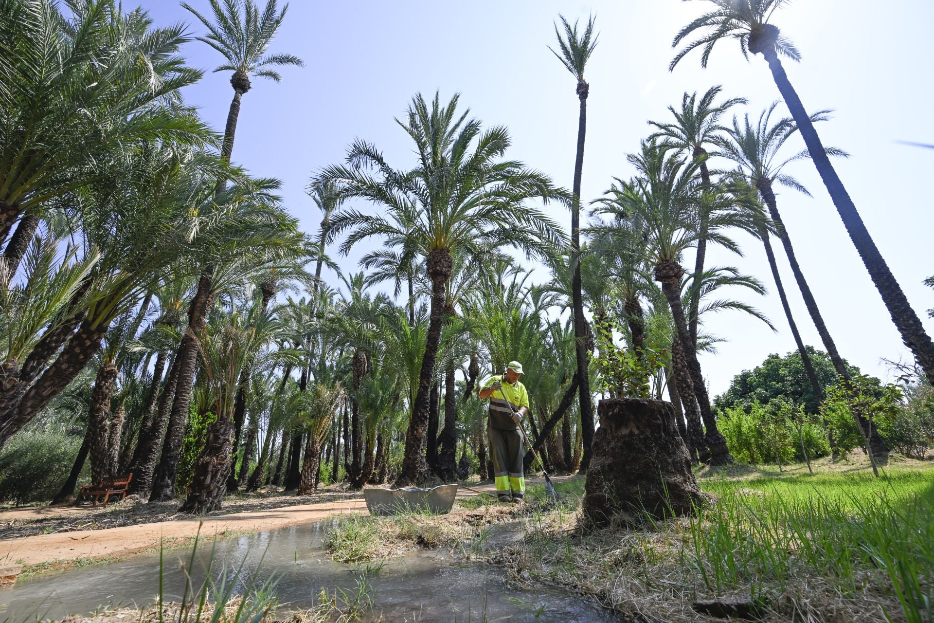 Riego tradicional en el palmeral de Zaraíche, en imágenes