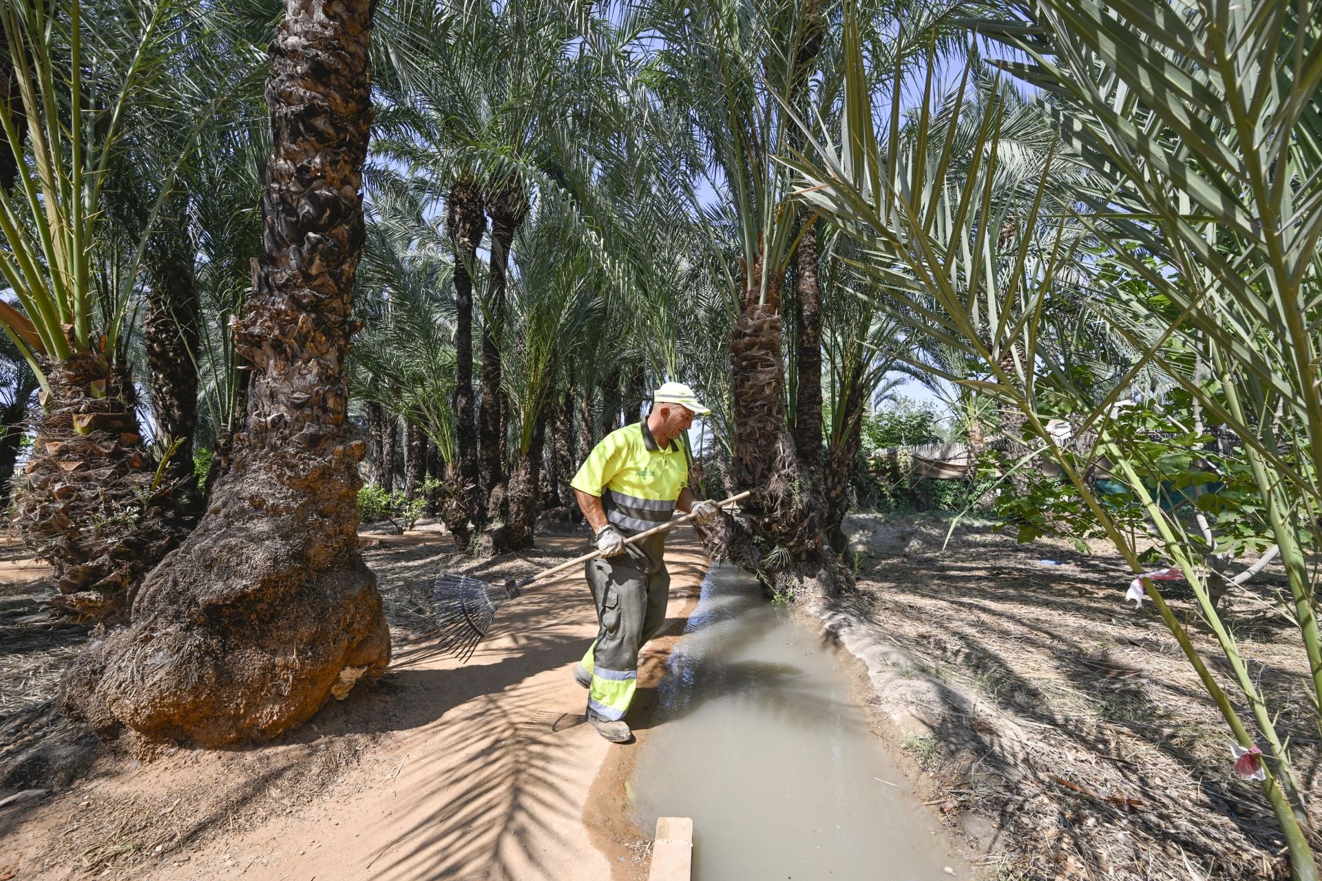 Riego tradicional en el palmeral de Zaraíche, en imágenes