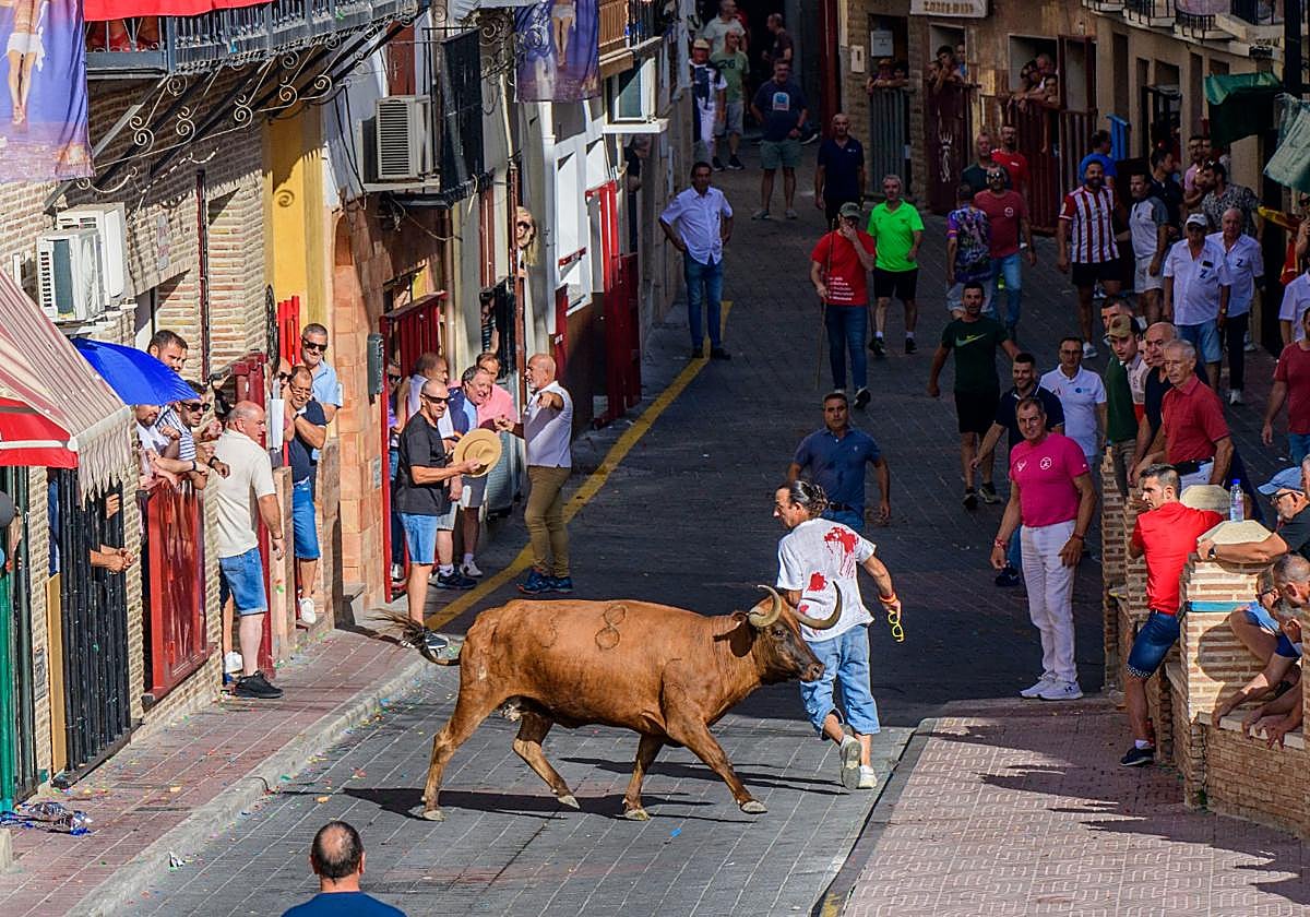 Corredores en el encierro de Moratalla observan a una de las reses.