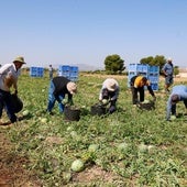 Recolección de sandías en una finca agrícola de la pedanía lorquina de Purias.