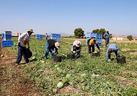 Recolección de sandías en una finca agrícola de la pedanía lorquina de Purias.