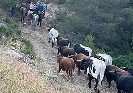 Traslado del ganado por vereda, previo al encierro que se ha desarrollado en el centro del pueblo.