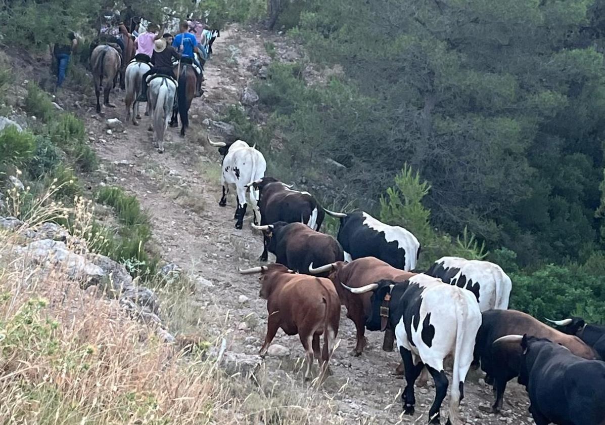 Traslado del ganado por vereda, previo al encierro que se ha desarrollado en el centro del pueblo.