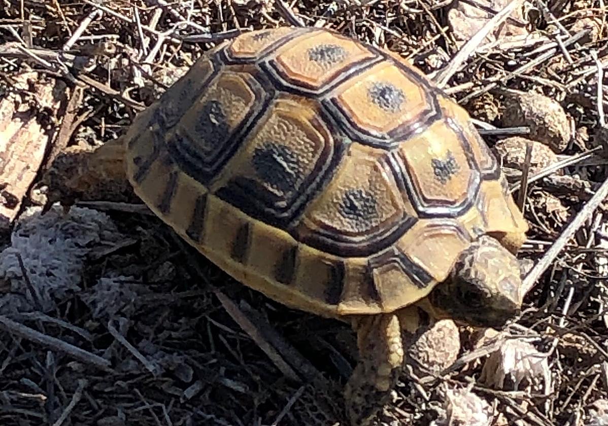 La Comunidad somete a información pública el Plan de Conservación de la tortuga mora en la Región de Murcia