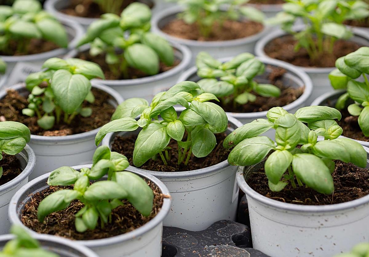 Viveros de albahaca, en una imagen de archivo.