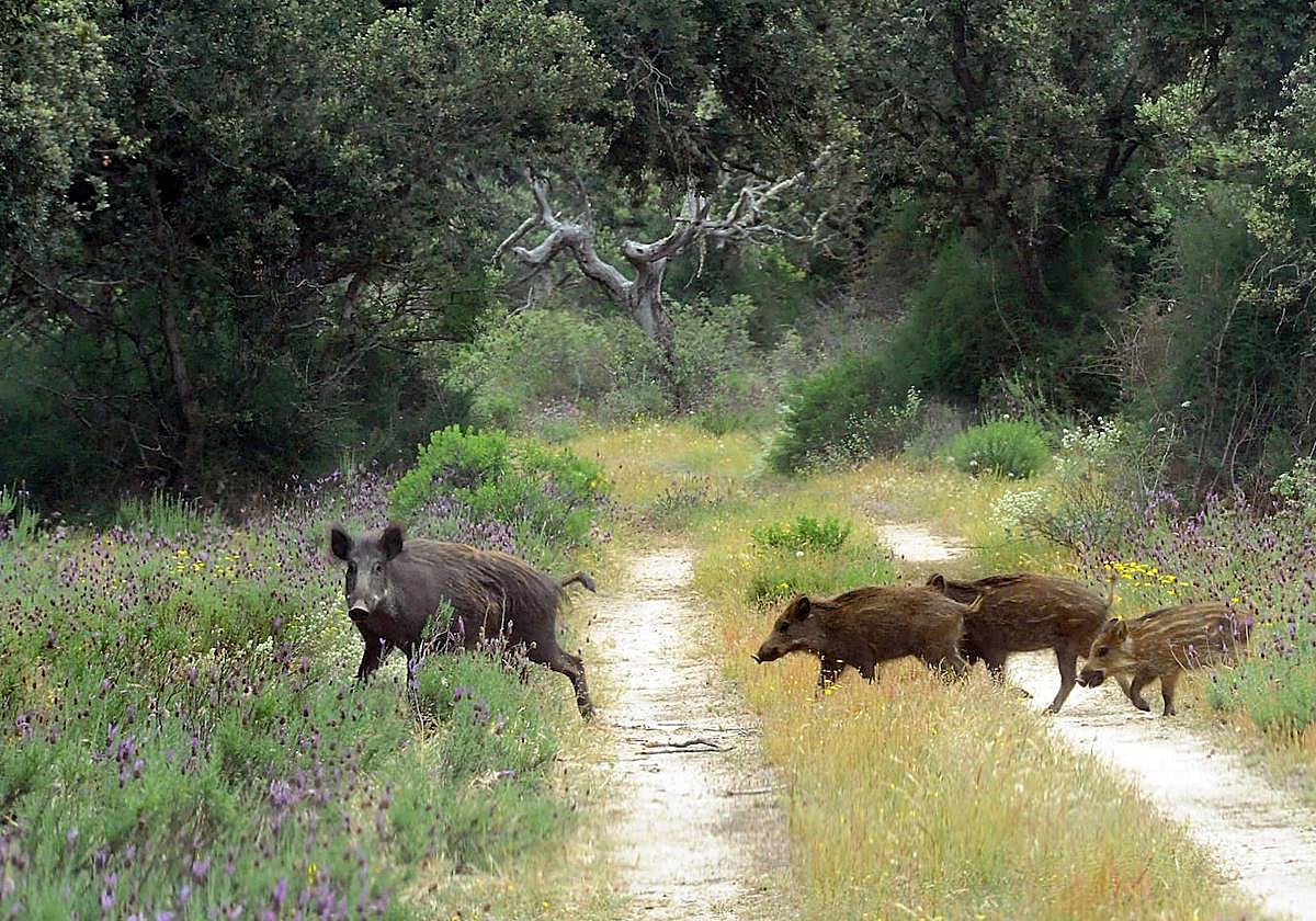 Un grupo de jabalíes, una especie cinegética, en una foto de archivo.