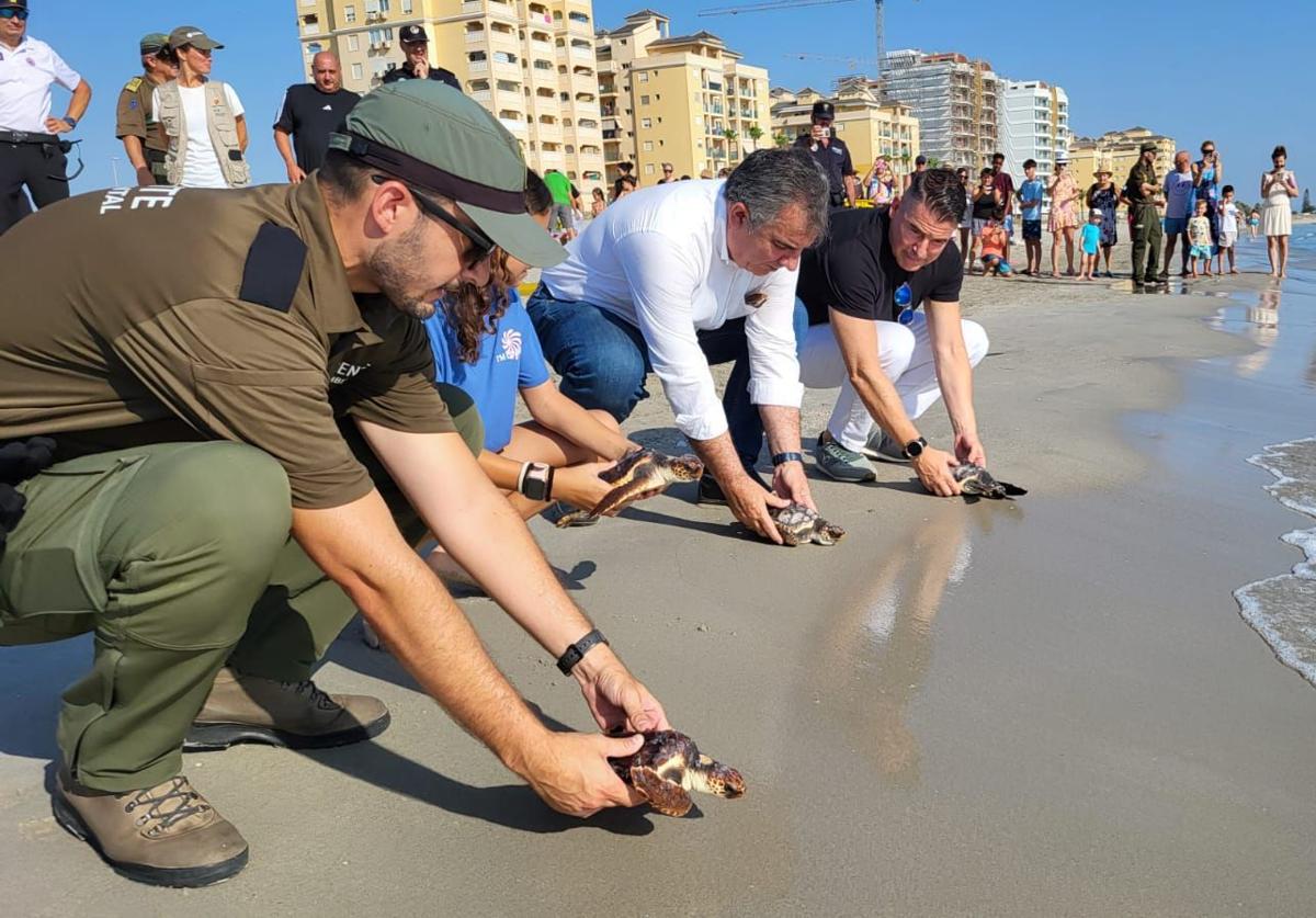 La liberación, este viernes, de ejemplares de tortuga boba en La Manga.