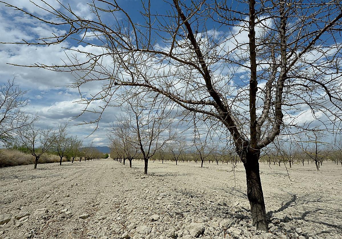 Almendros afectados por la sequía en la Región en una imagen de archivo.