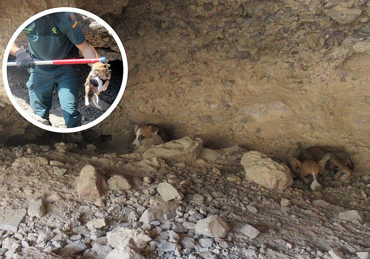 Los cachorros encontrados en la cueva.
