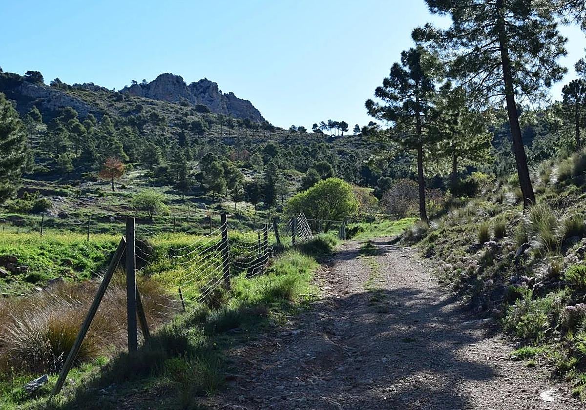 Un camino forestal en Los Tornajos, en Lorca.