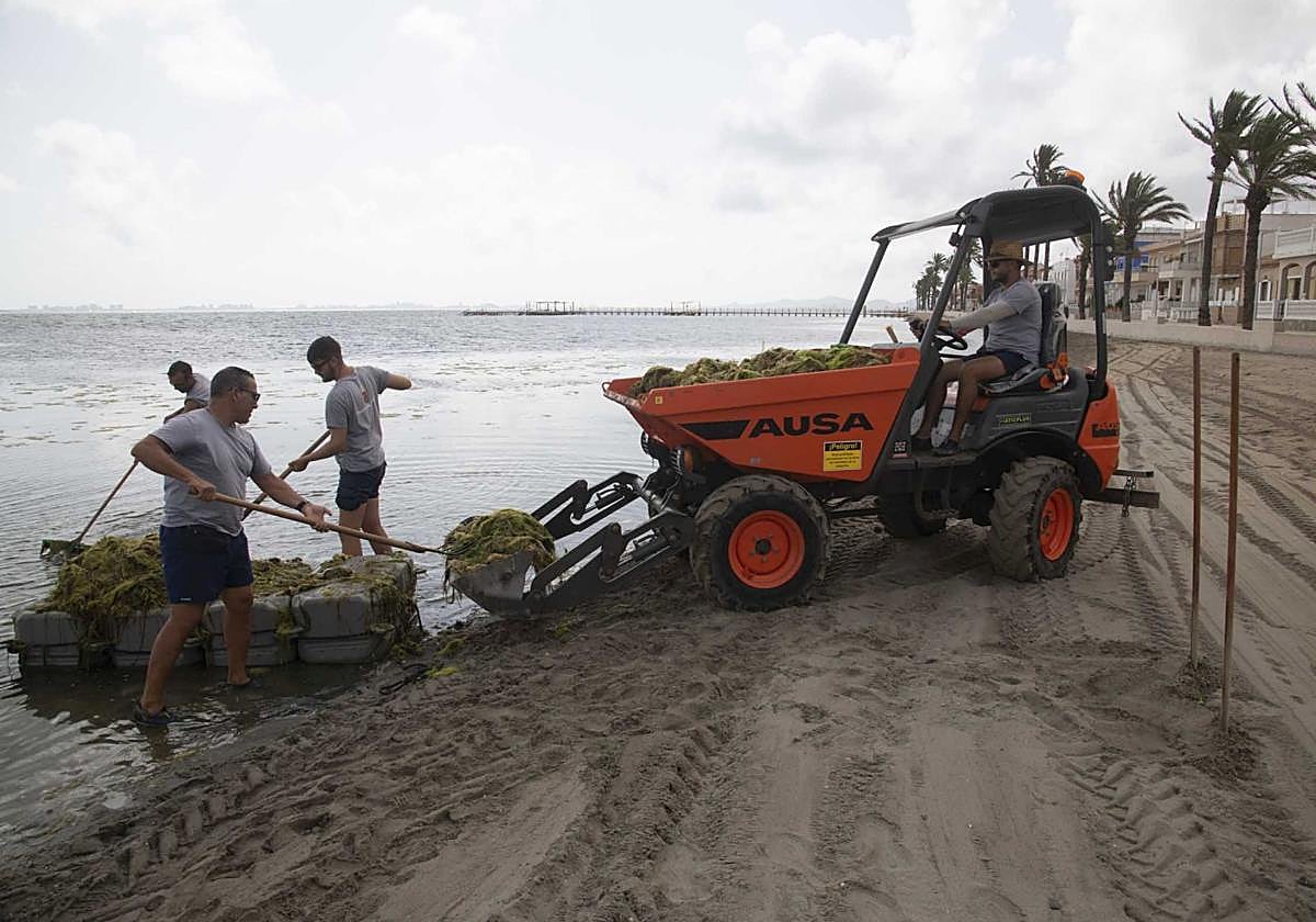 Los vecinos de Los Urrutias y Punta Brava retiran ova de las playas