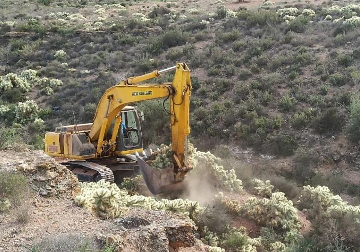 La Comunidad elimina 700 toneladas de cactus invasor en Totana para proteger el ecosistema