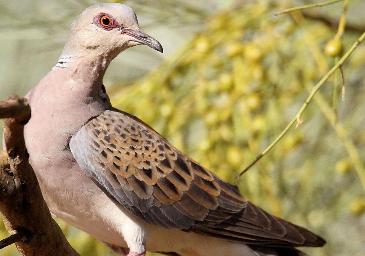 Ejemplar de tórtola común o europea.