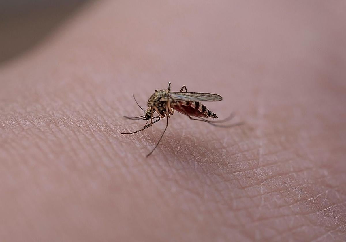 Un mosquito posado sobre una persona.