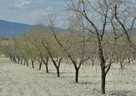 Almendros afectados por la sequía en una parcela entre Mula y Fuente Librilla, en una imagen de archivo.