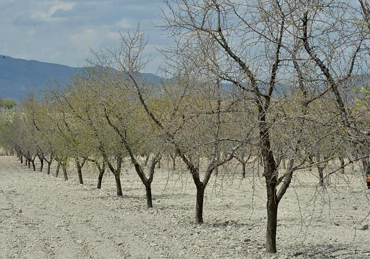 Almendros afectados por la sequía en una parcela entre Mula y Fuente Librilla, en una imagen de archivo.