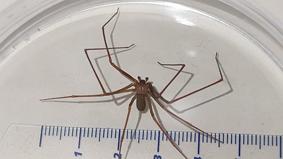 10 consejos de José Manuel López Nicolás ante picaduras de medusas, himenópteros y arañas