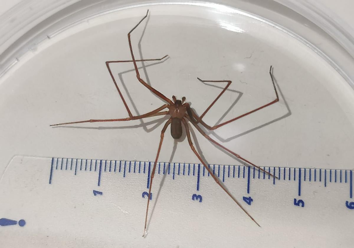 10 consejos de José Manuel López Nicolás ante picaduras de medusas, himenópteros y arañas