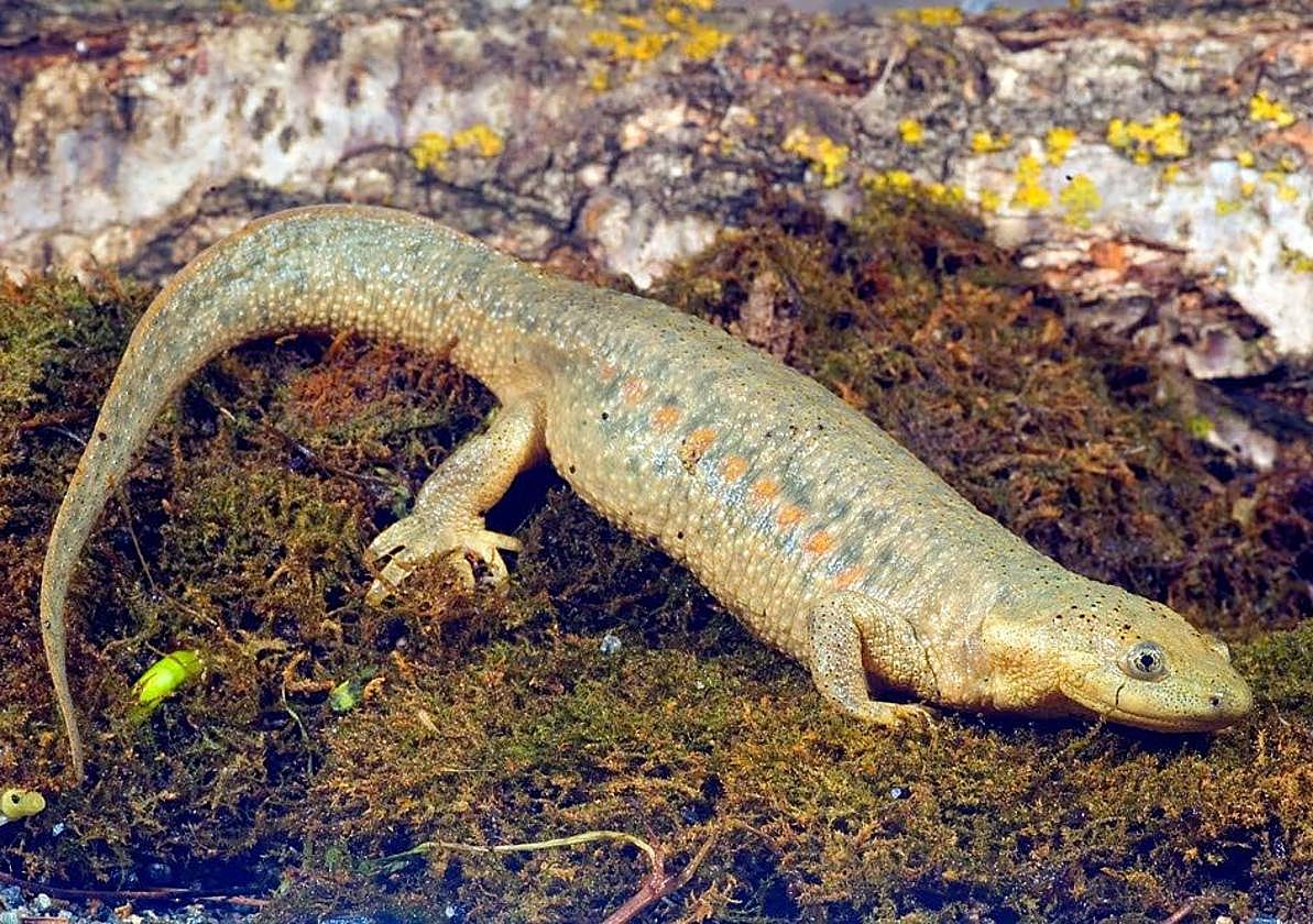 Un ejemplar de gallipato en una imagen de archivo.