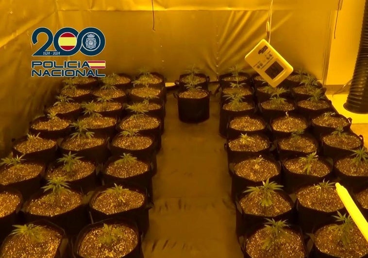 La marihuana incautada durante la investigación.