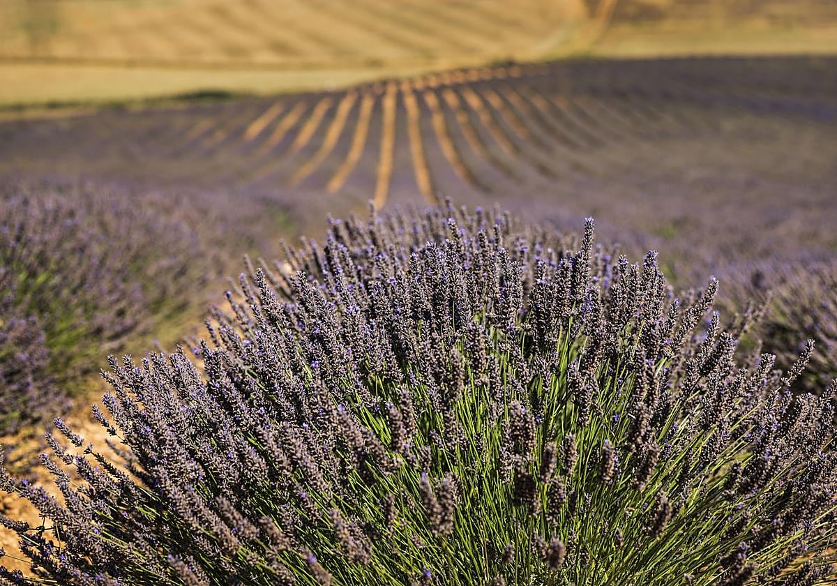 Un campo de lavanda en flor, en una imagen de archivo.