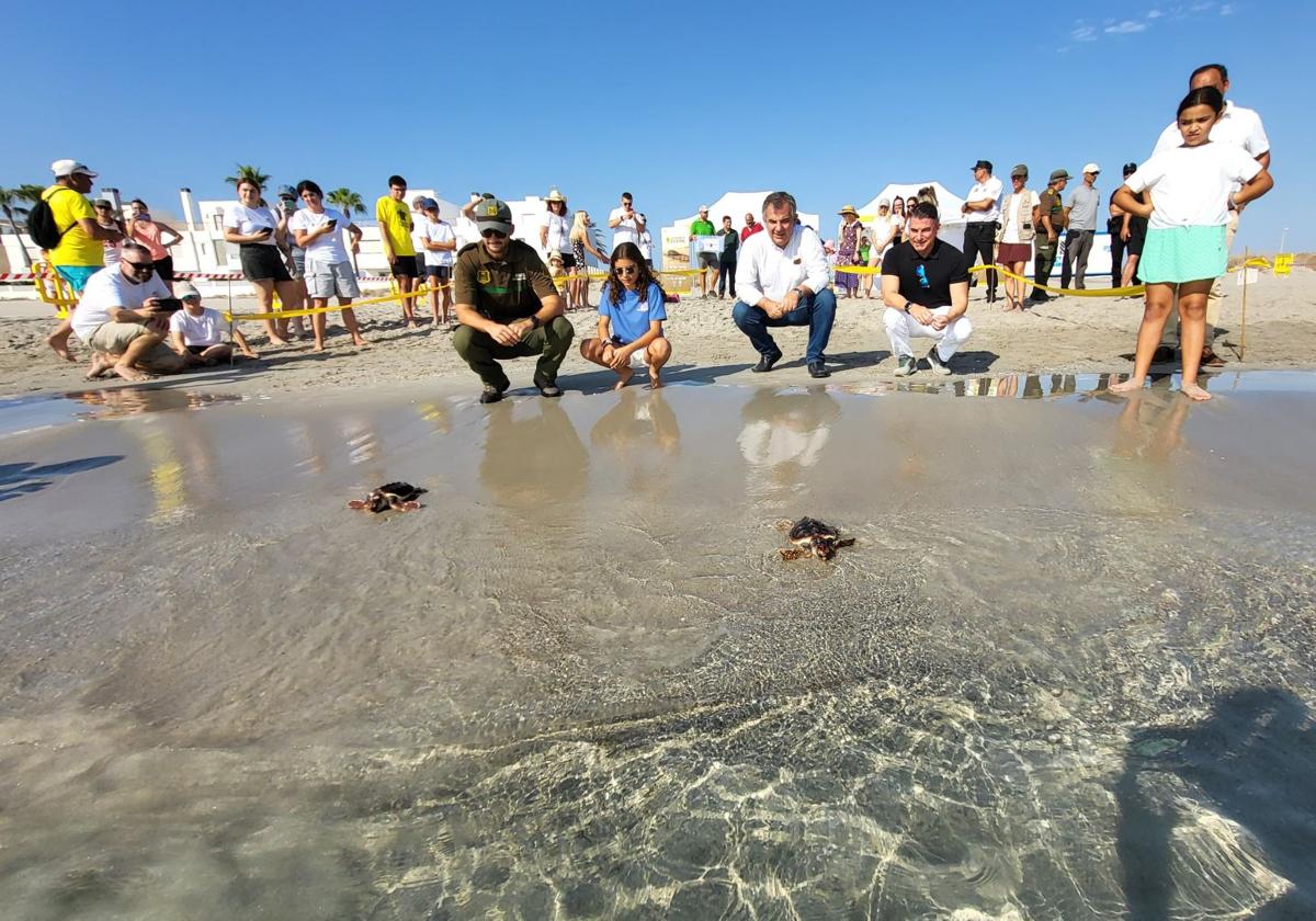La Comunidad culmina la liberación de los 84 ejemplares de tortuga boba del nido de El Pedruchillo