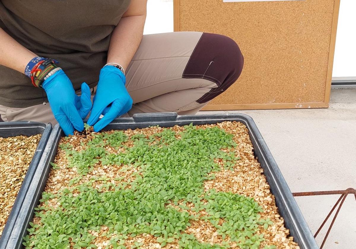 La Comunidad impulsa la restauración ecológica con especies silvestres herbáceas autóctonas a través del proyecto Interreg Sudoe FLoRE