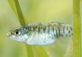 Un ejemplar de fartet.