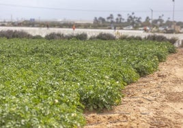 Campo sembrado de patatas, a principios de la campaña.