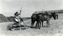 Jumilla. Imagen de la trilla en la finca Casa de la Huerta (c. 1942).