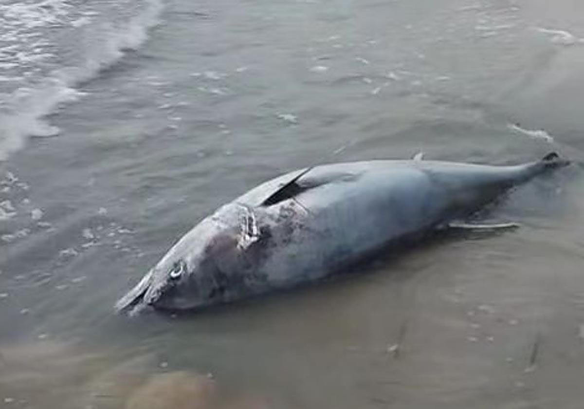 Captura del vídeo de uno de los bañistas.
