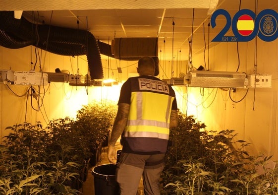 Agente de Policía Nacional en una de las plantaciones.
