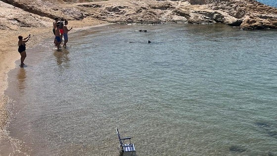 Bañistas fotografían al animal, cuya aleta queda fuera del agua en la imagen.
