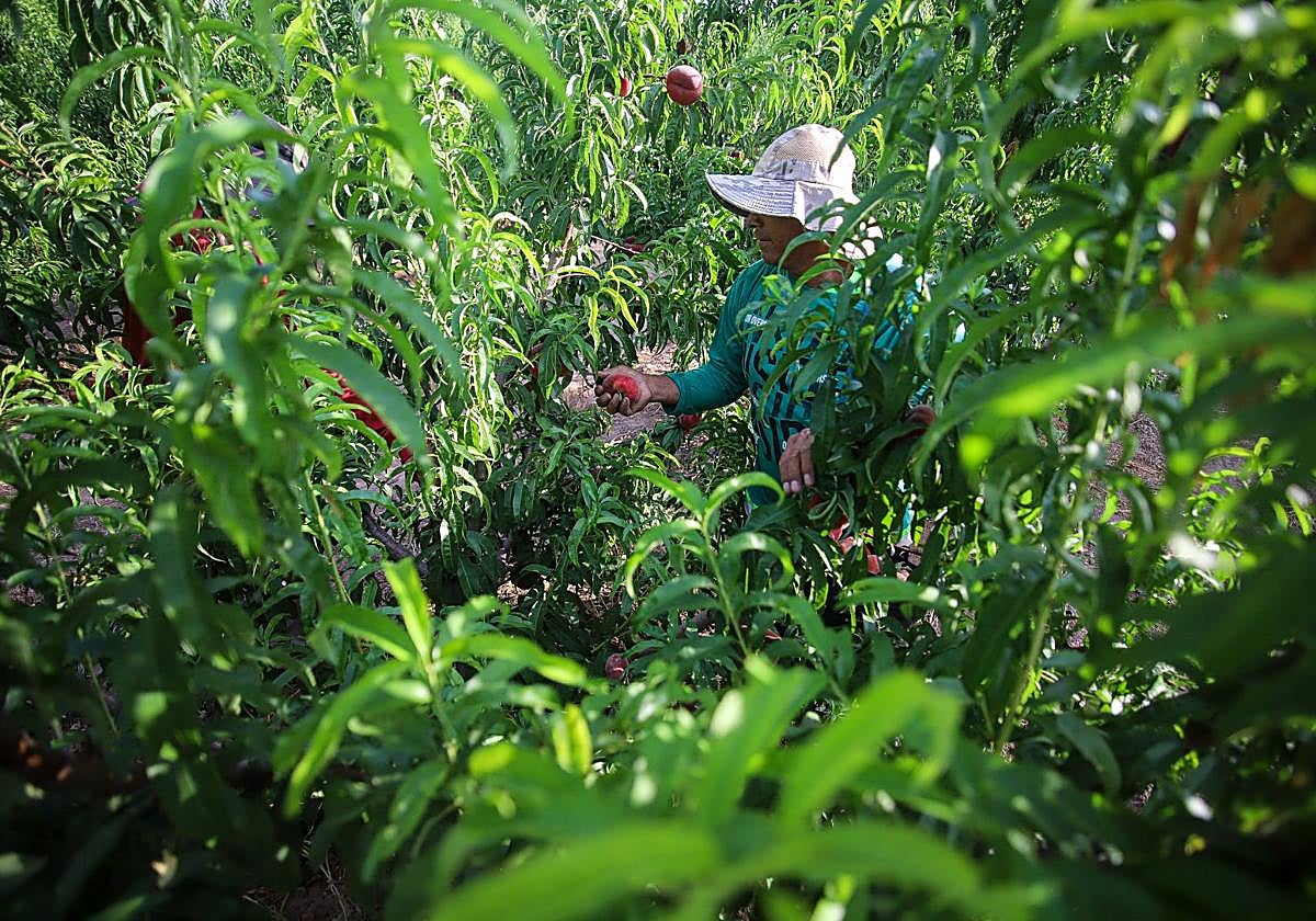 Un jornalero recoge paraguayas de un cultivo de Jumilla.