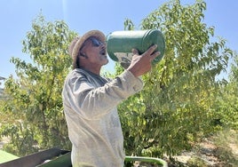 Un jornalero, este lunes bebiendo agua en una finca de Cieza.