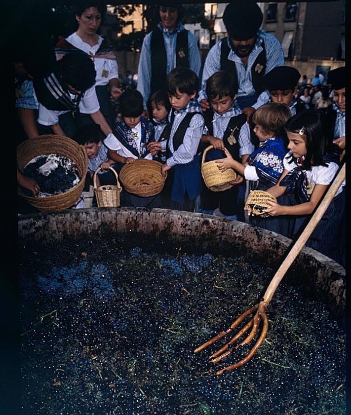 Imagen secundaria 2 - Viñedos: la uva monastrell es la variedad dominante en Jumilla (c. 1975-1985). | La activa participación de niñas y niños en los actos señalados es una de las señas de identidad de las Fiestas de la Vendimia de Jumilla, declaradas de Interés Turístico Regional (c. 1975-1985).