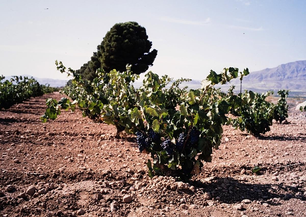 Imagen secundaria 1 - Viñedos: la uva monastrell es la variedad dominante en Jumilla (c. 1975-1985). | La activa participación de niñas y niños en los actos señalados es una de las señas de identidad de las Fiestas de la Vendimia de Jumilla, declaradas de Interés Turístico Regional (c. 1975-1985).