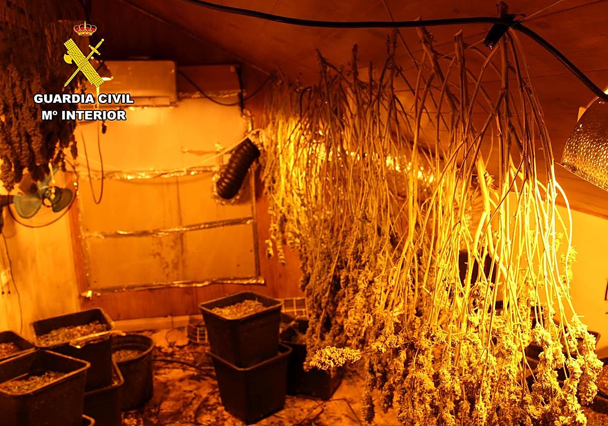 Imagen del secadero de marihuana.