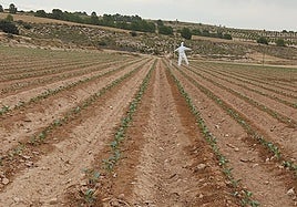 Finca Los Pocicos, este miércoles, con la reciente plantación de hortalizas.