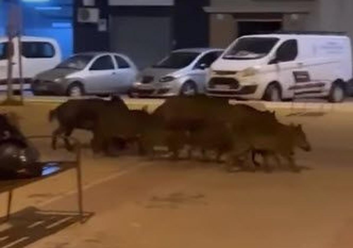 Los jabalíes corretean entre los parterres de los jardines de la avenida Nueva Cartagena.