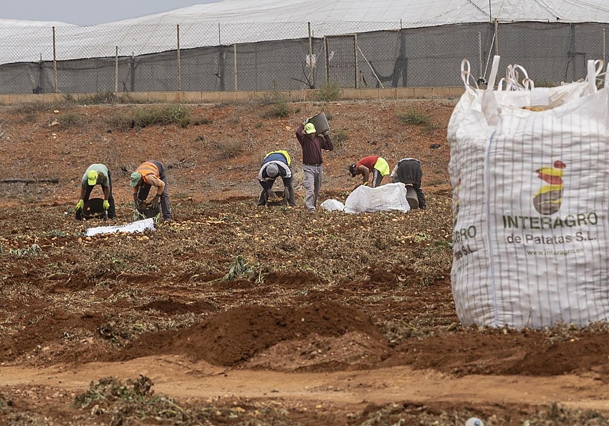 Varios jornaleros recogen patatas en una finca del Campo de Cartagena.
