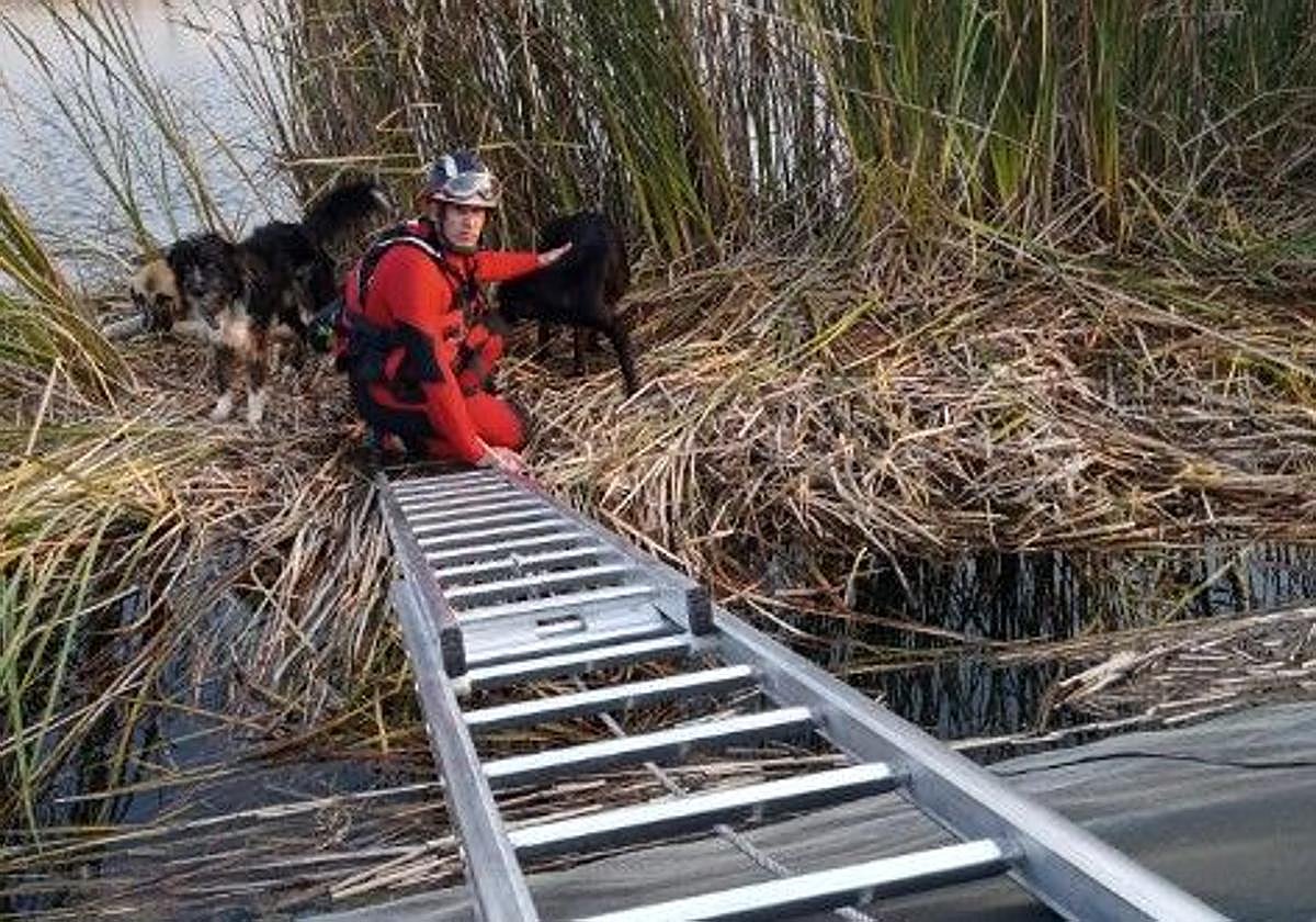 Un bombero tranquiliza a los animales durante el rescate.